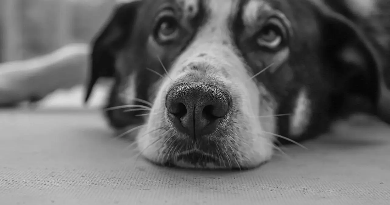 【西檬之家】K9是什么？字母圈新人如何理解犬系臣服